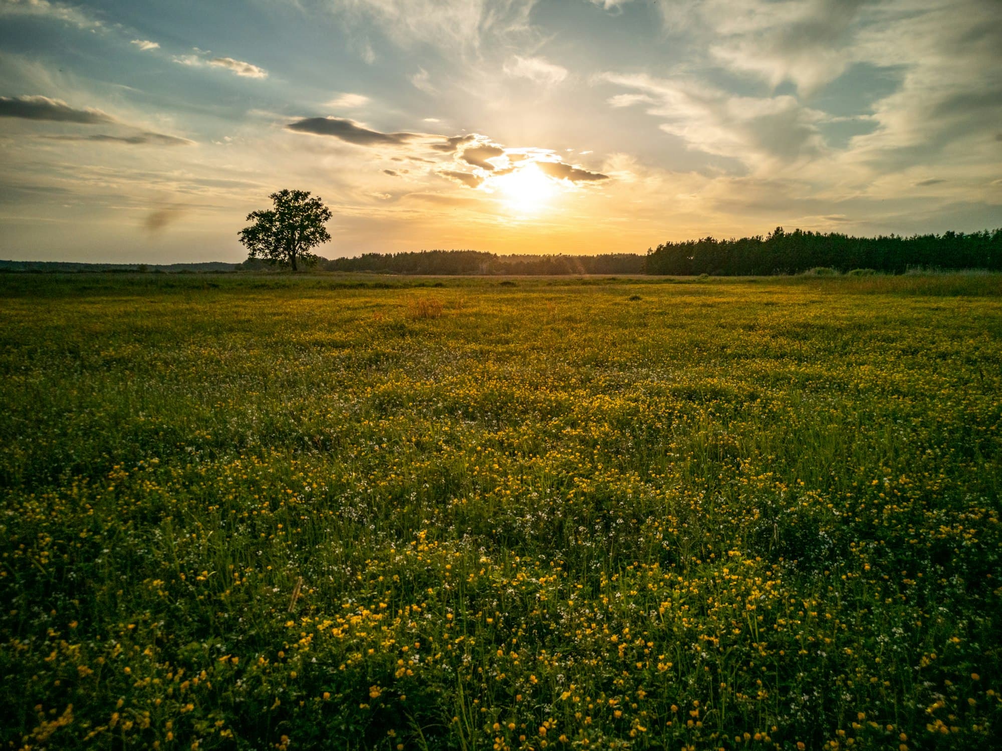 Un árbol solitario en un prado al atardecer